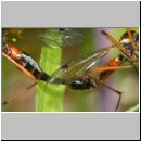 Tanyptera atrata - Holzschnake 05g Paarung OS-Wallenhorst Tongrube.jpg